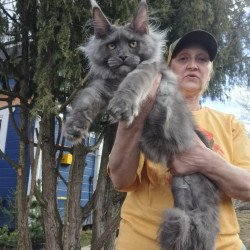 Maine Coon JBM Trinity