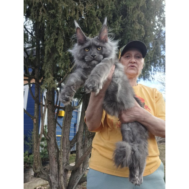 Maine Coon JBM Trinity