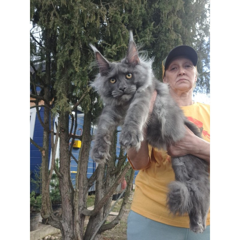 Maine Coon JBM Trinity