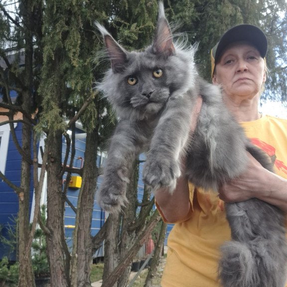 Maine Coon JBM Trinity