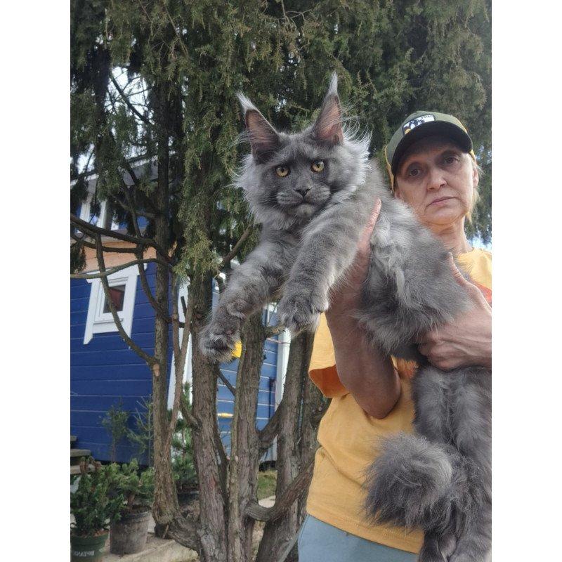 Maine Coon JBM Trinity