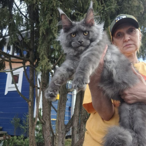 Maine Coon JBM Trinity