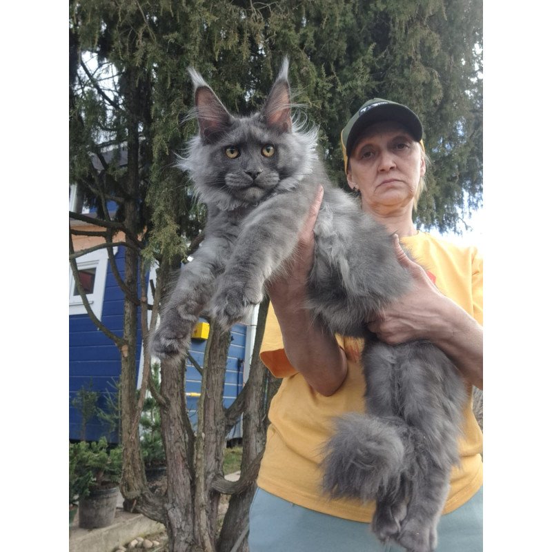 Maine Coon JBM Trinity