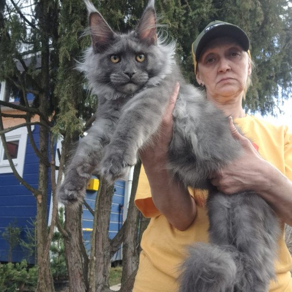 Maine Coon JBM Trinity