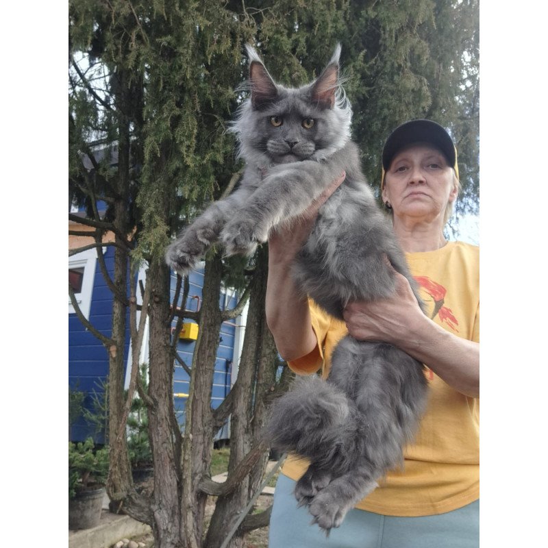 Maine Coon JBM Trinity