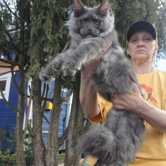 Maine Coon JBM Trinity