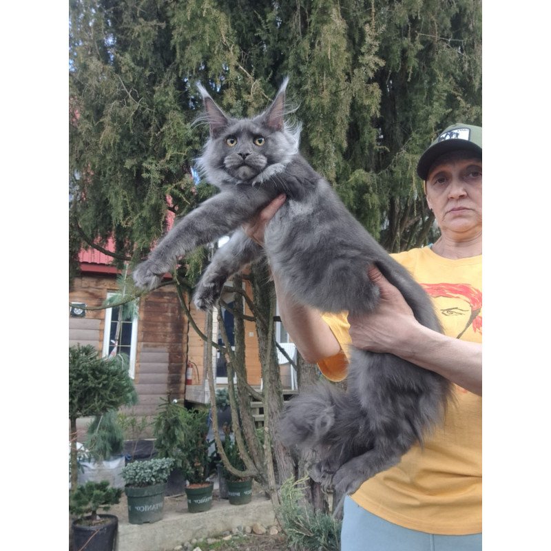 Maine Coon JBM Trinity
