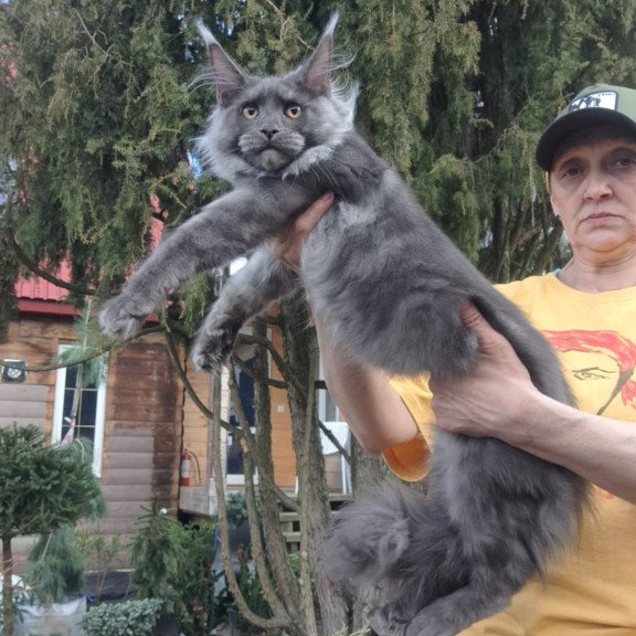 Maine Coon JBM Trinity