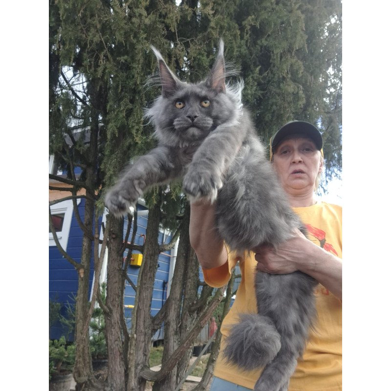 Maine Coon JBM Trinity