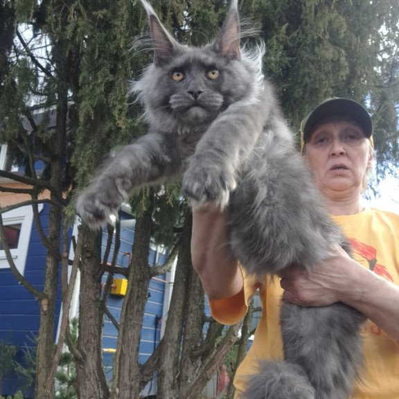 Maine Coon JBM Trinity
