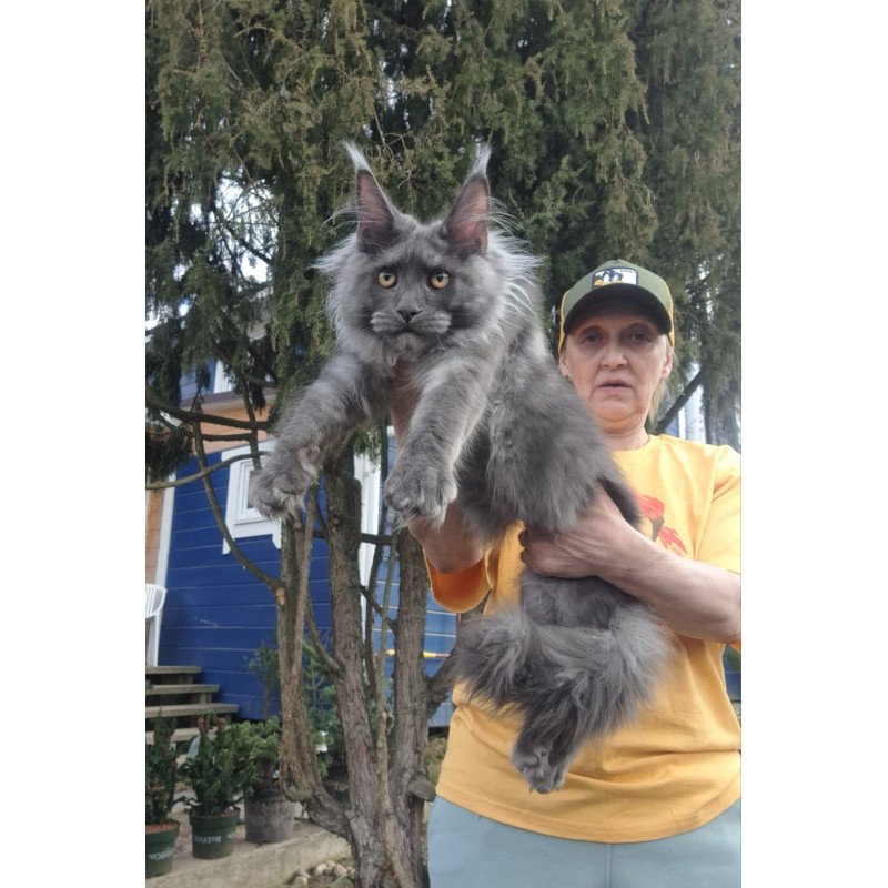 Maine Coon JBM Trinity