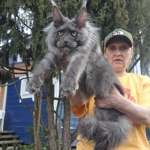 Maine Coon JBM Trinity