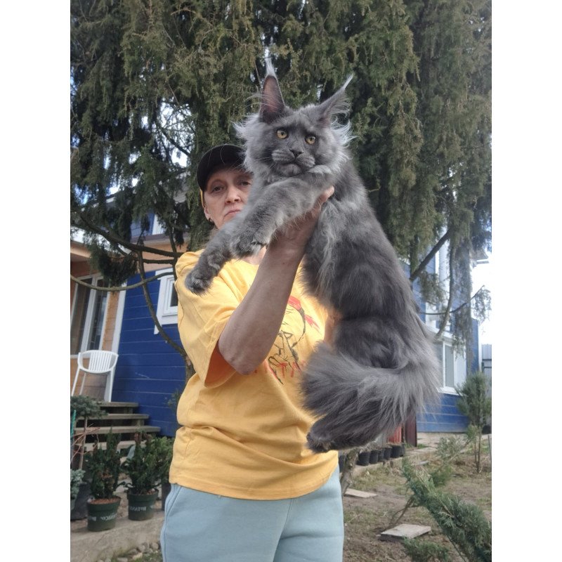 Maine Coon JBM Trinity