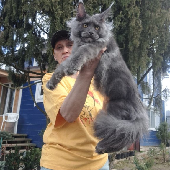 Maine Coon JBM Trinity