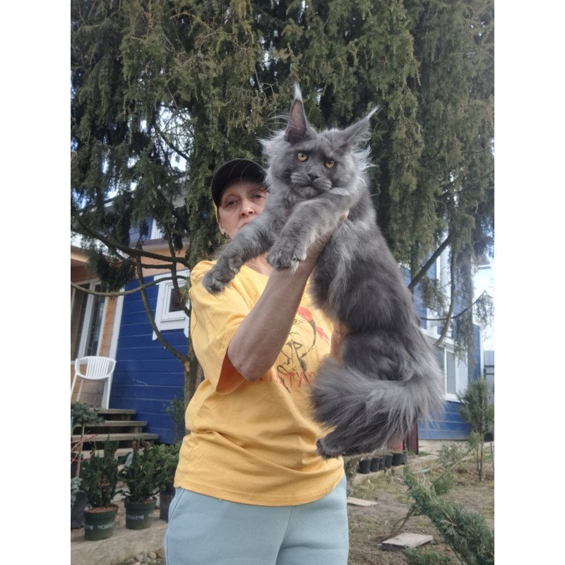 Maine Coon JBM Trinity