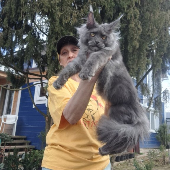 Maine Coon JBM Trinity