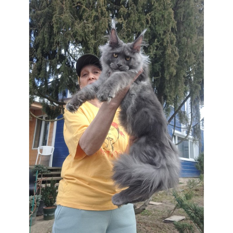 Maine Coon JBM Trinity