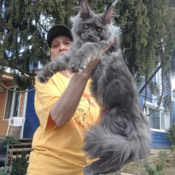 Maine Coon JBM Trinity