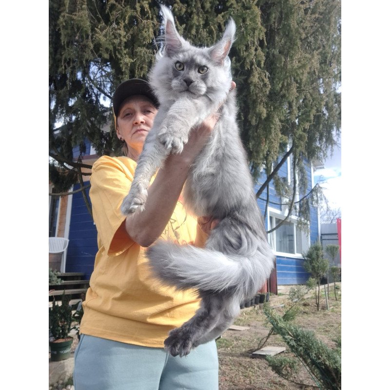 Maine Coon JBM Titan