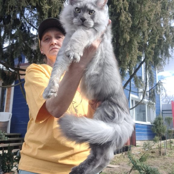 Maine Coon JBM Titan