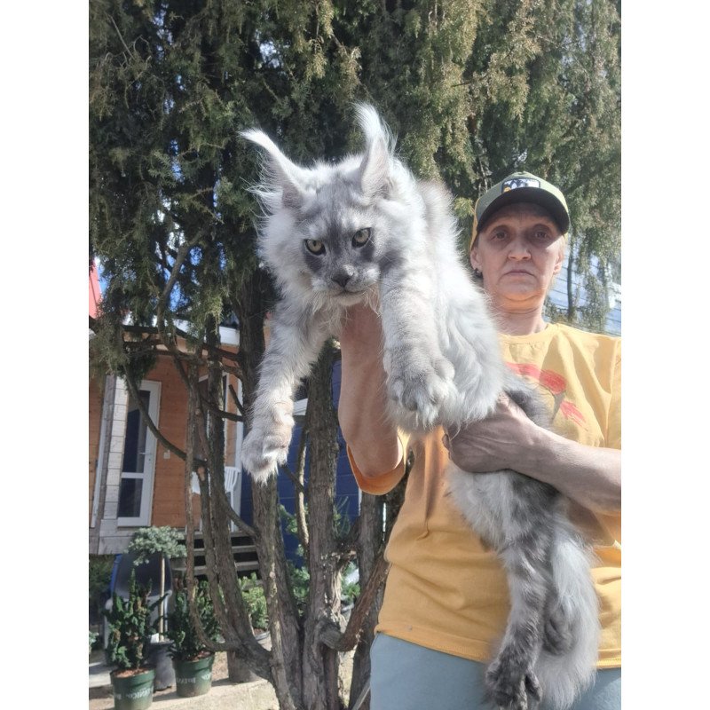 Maine Coon JBM Titan