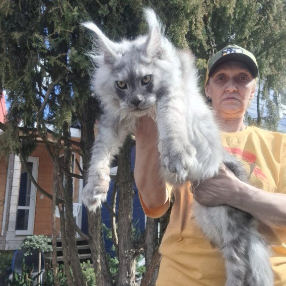 Maine Coon JBM Titan