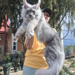 Maine Coon JBM Titan