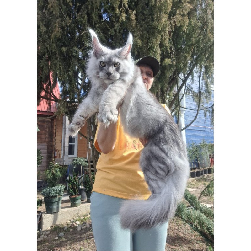 Maine Coon JBM Titan