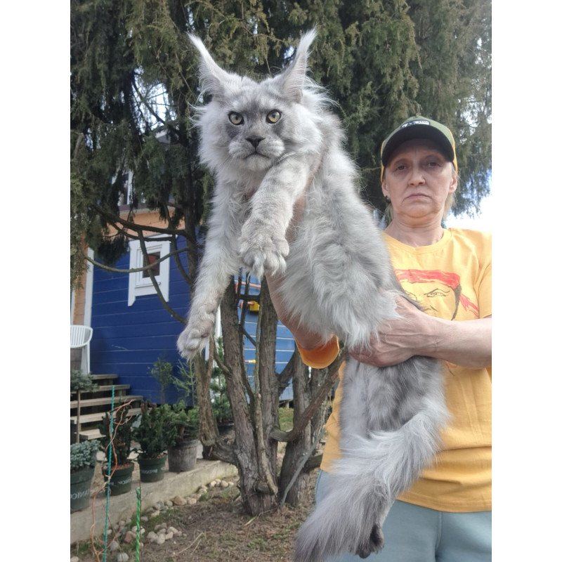 Maine Coon JBM Titan