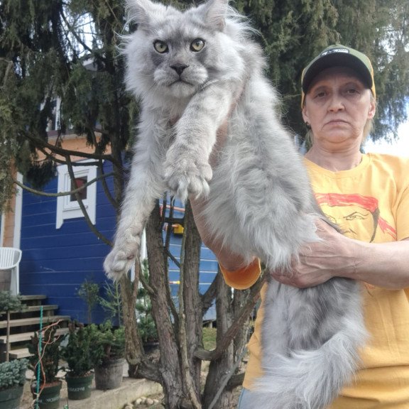 Maine Coon JBM Titan