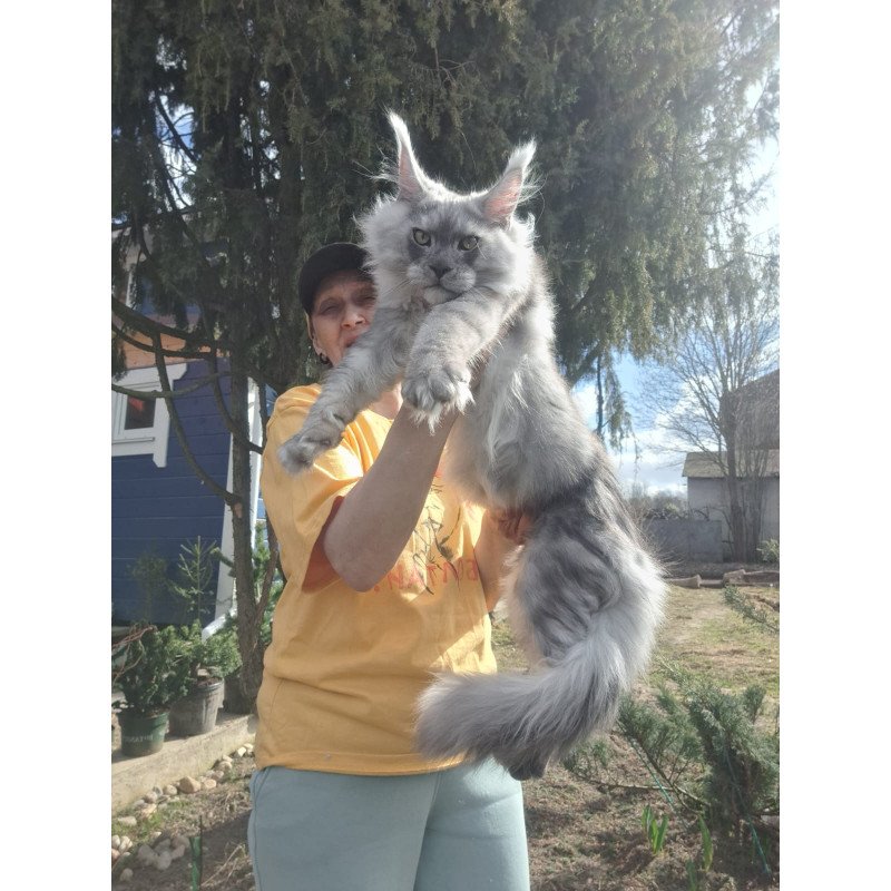 Maine Coon JBM Titan