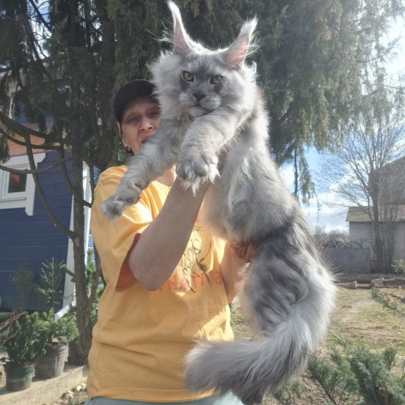 Maine Coon JBM Titan
