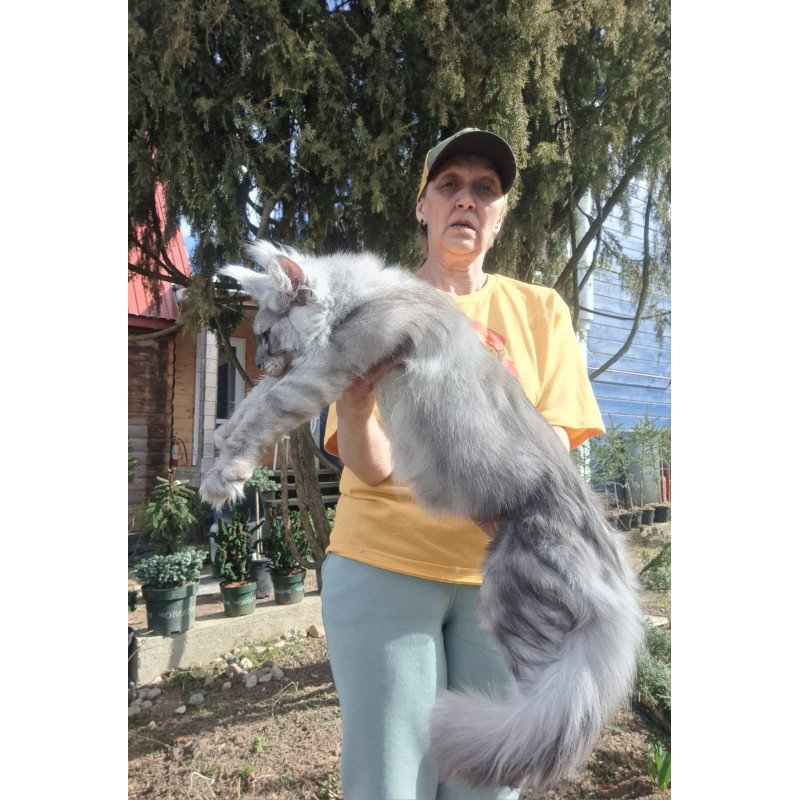 Maine Coon JBM Titan