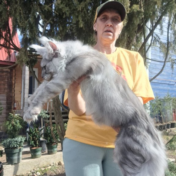 Maine Coon JBM Titan
