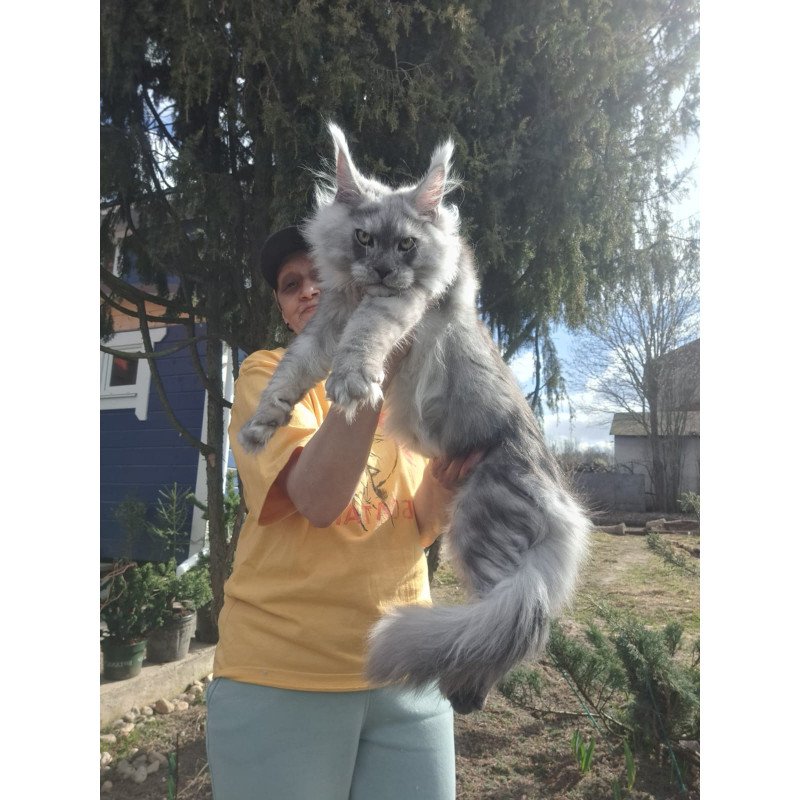 Maine Coon JBM Titan