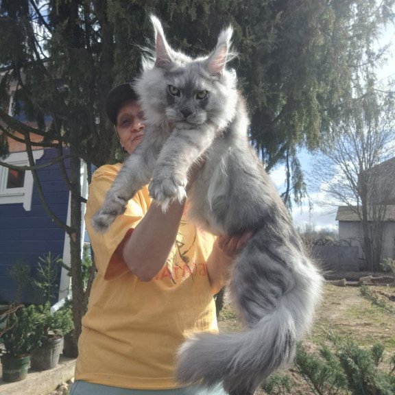 Maine Coon JBM Titan