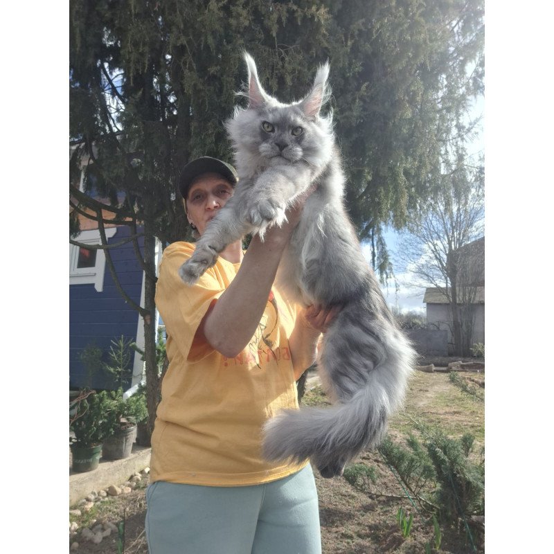 Maine Coon JBM Titan