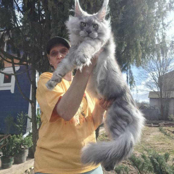 Maine Coon JBM Titan