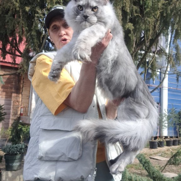 Maine Coon JBM Timian