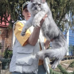 Maine Coon JBM Timian