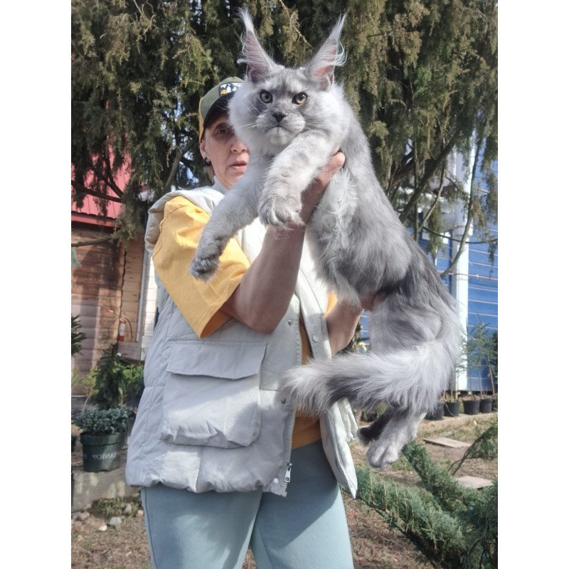Maine Coon JBM Timian
