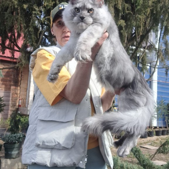 Maine Coon JBM Timian