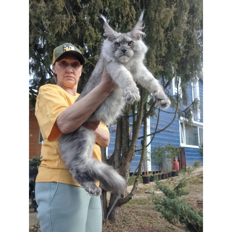 Maine Coon JBM Timian