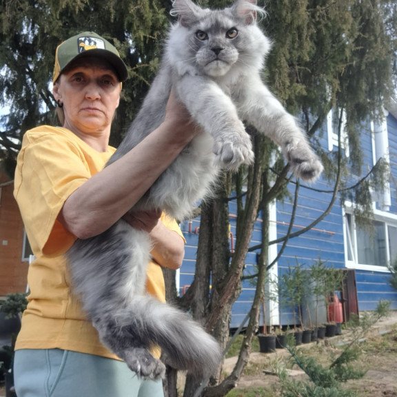 Maine Coon JBM Timian