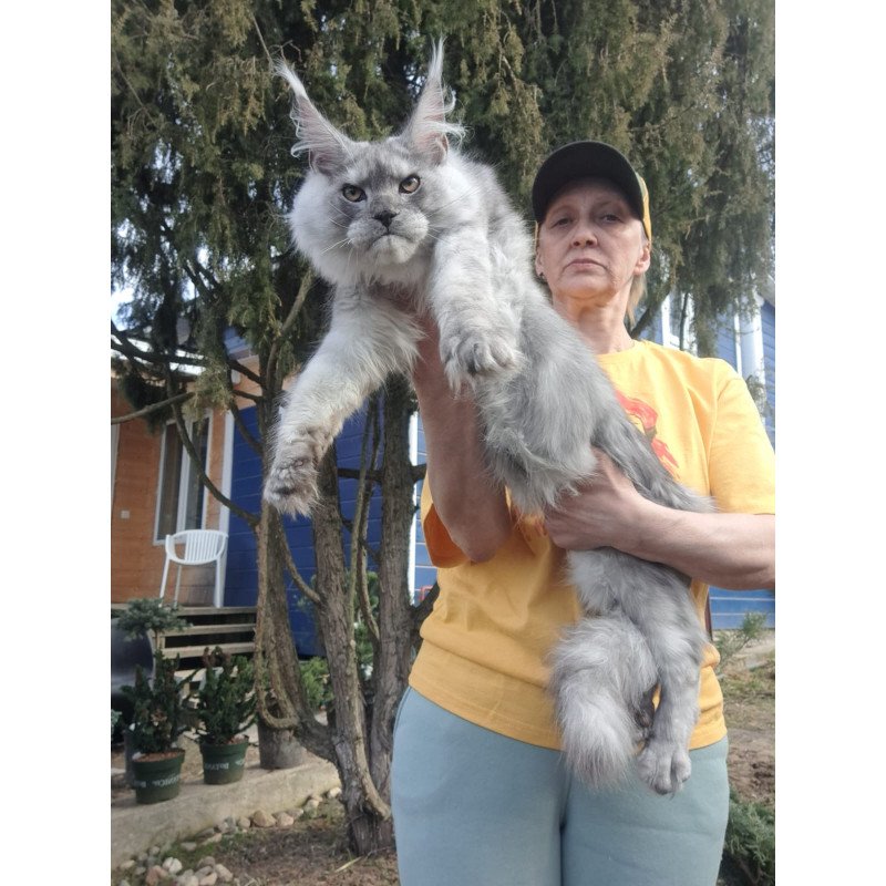 Maine Coon JBM Timian