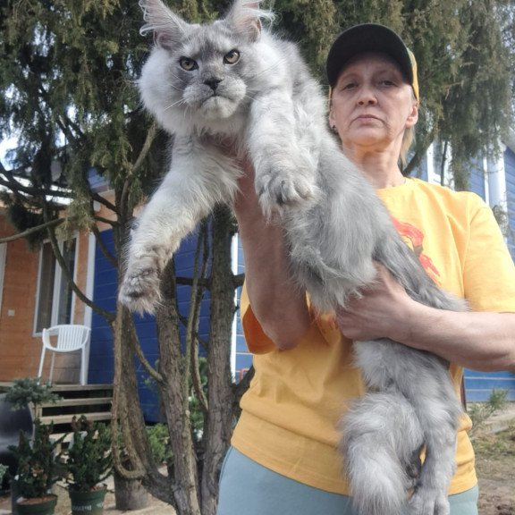 Maine Coon JBM Timian