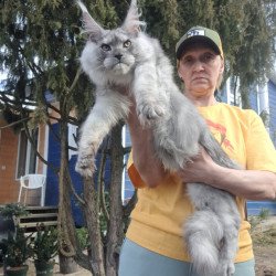 Maine Coon JBM Timian