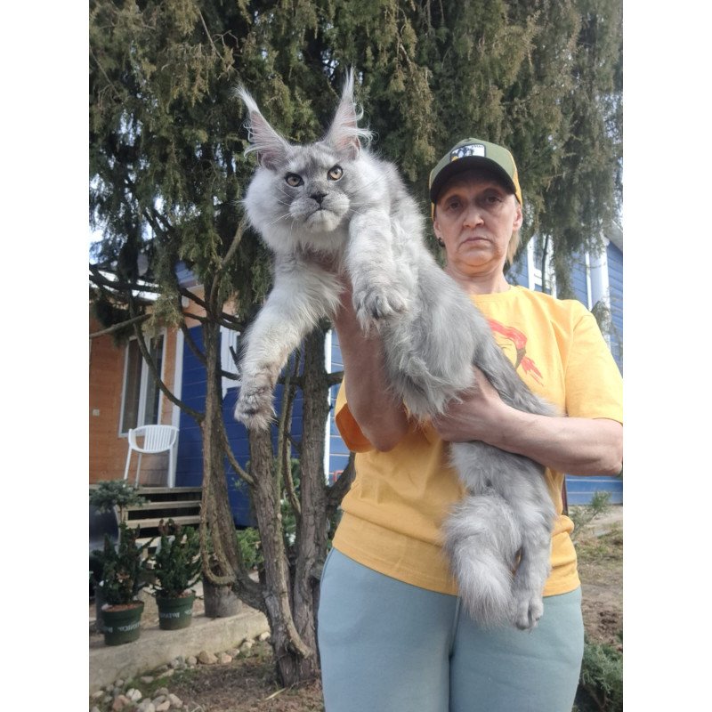 Maine Coon JBM Timian