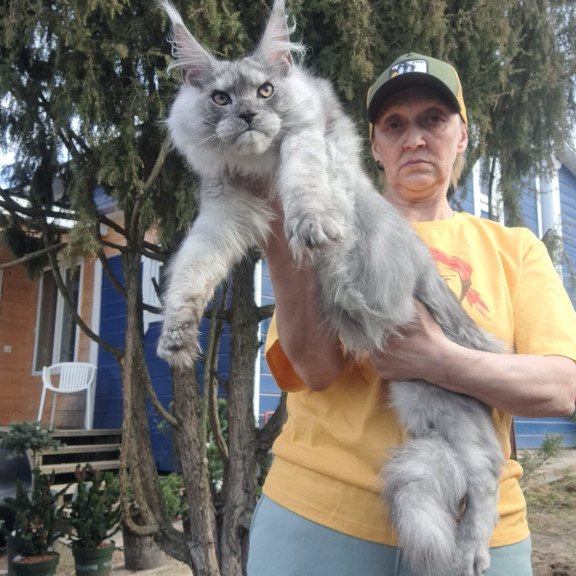 Maine Coon JBM Timian