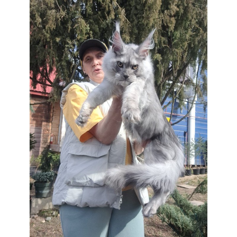 Maine Coon JBM Timian